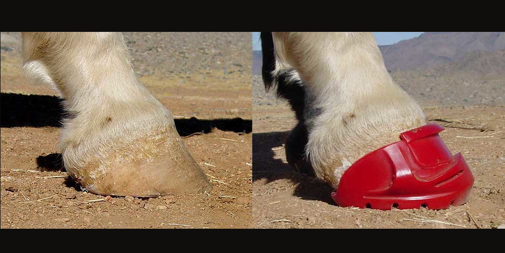 Hoof Conformation & Renegade Hoof Boots