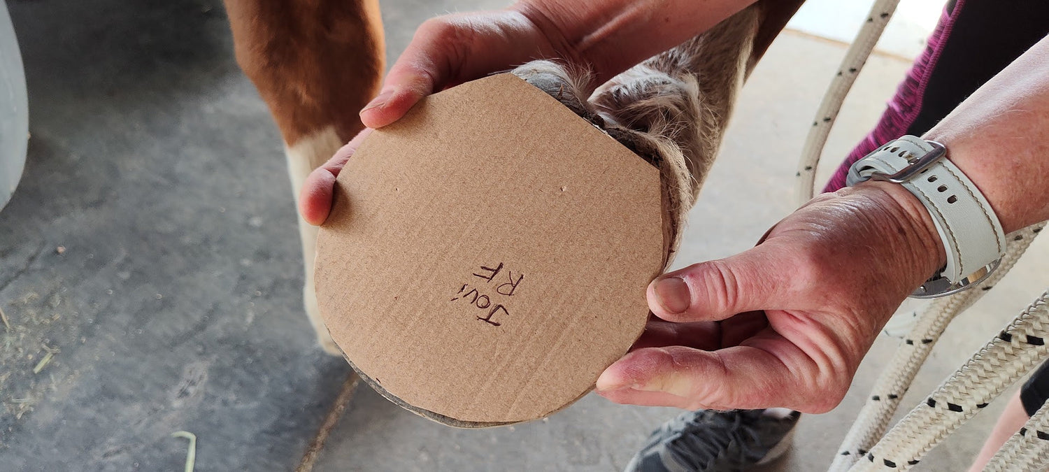 Tracing a Horse's Hoof for Accurate Renegade Hoof Boot Fitting